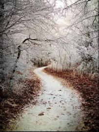 Walking Through the White