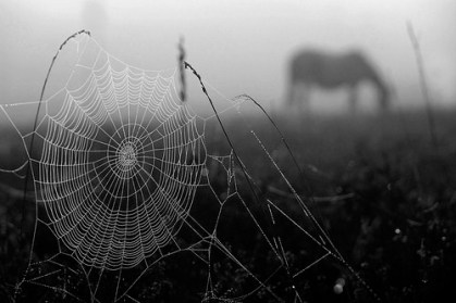 Web